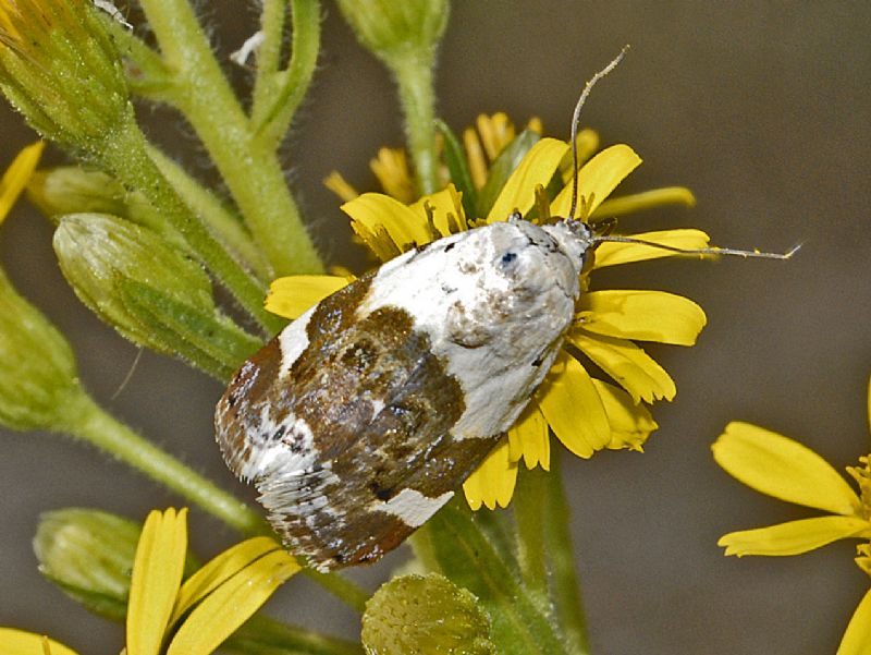 Una piccola farfalla bianca e bruna da ID - Acontia (Acontia) lucida